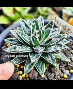 2241アガベ \"児玉笹の雪\" 極濃白 極上株 子株附 アガベ 児玉姫笹の雪 Agave victoria-reginae'Kodama Hime