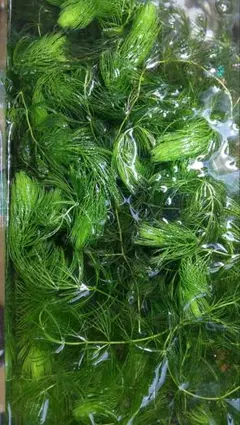 値下げ！新鮮な水草マツモ 緑色30㎝～40㎝サイズ3本＋オマケ付き