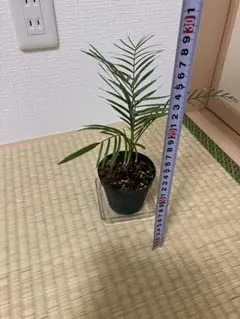 2025年最新】ヒメヤシの人気アイテム - メルカリ