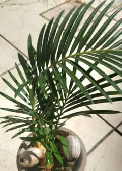 ソテツ、子株いっぱい！！植え込み＋配送コミコミ、クレーンで吊り上げます。 ソテツ、子株いっぱい！！植え込み＋配送コミコミ、クレーンで吊り上げ