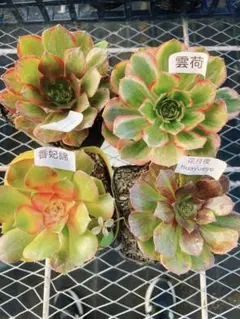 2025年最新】アエオニウム の人気アイテム - メルカリ