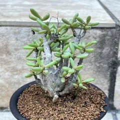 2025年最新】チレコドンの人気アイテム - メルカリ