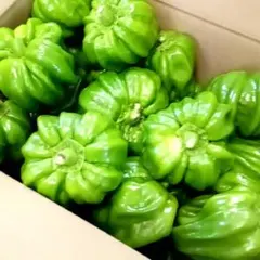 神楽南蛮　60サイズ箱　　　tのサムネイル