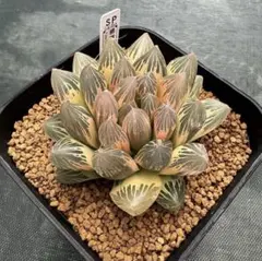 臙脂　ハオルチアのサムネイル