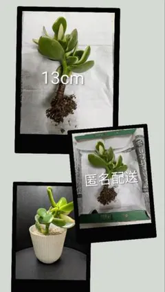 ❤️　❀金の成る木❀キャンバス小 Tommy❤️様専用 ❀金の成る木❀キャンバス小