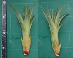 プルメリア様 リクエスト 2点 まとめ商品