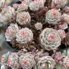 2026年最新】キャプテンヘイ多肉の人気アイテム - メルカリ