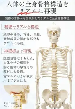 2026年最新】カイロプラクティック模型の人気アイテム - メルカリ