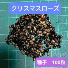 2026年最新】クリスマスローズ 種子の人気アイテム - メルカリ