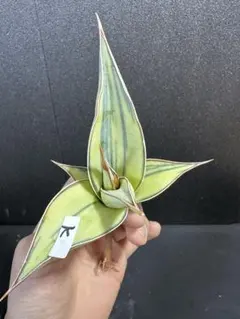 サンスベリア　ピングイキュラ　極上斑入り　インドネシア直輸入株　多肉植物　ロリダ サンスベリア ピングイキュラ 極上斑入り インドネシア直輸入株 ロリダ