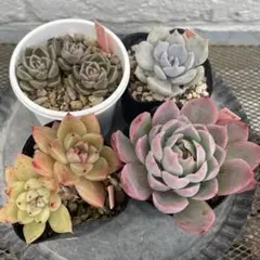 多肉植物 エケベリア 抜き苗 セット