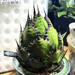 2026年最新】ホリダ 陽炎の人気アイテム - メルカリ