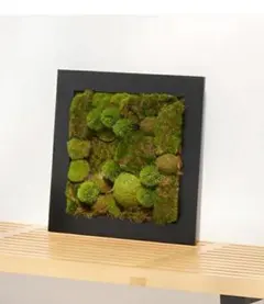 北欧天然苔アート TERRA MOSS（テラモス）額縁フレーム 北欧天然苔アート TERRA MOSS（テラモス）額縁フレーム - メルカリ