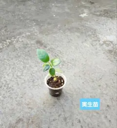 2025年最新】観葉植物 パンダガジュマルの人気アイテム - メルカリ