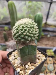 菊水　接ぎ木②のサムネイル