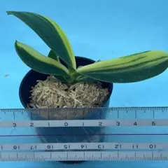 名護蘭 ナゴラン 特大サイズ 花芽付き - メルカリ