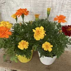 チャチュラ＊次回発送6月2日となります様専用です♪2鉢目価格！マリーゴールド2鉢