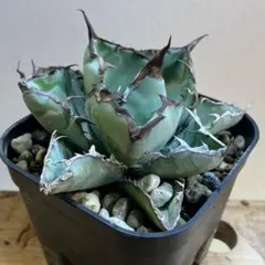 カリメロ様 リクエスト 2点 まとめ商品