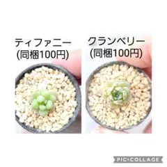 ho様 リクエスト 2点 まとめ商品