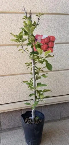 花ゆず 3年生 ポリポット入り 沢山蕾きてます！ - メルカリ