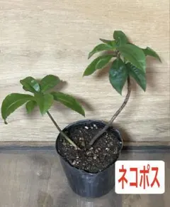 Mりんご様 リクエスト 4点 まとめ商品