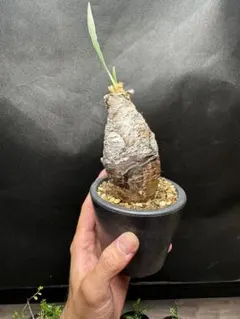 【高品質】　極上株　波打ち葉　ブーファン ディスティチャ 高品質】 極上株 波打ち葉 ブーファン ディスティチャ - メルカリ