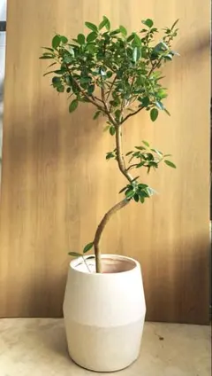 2026年最新】フランスゴムの木の人気アイテム - メルカリ