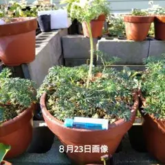 カタオカソウ希少二株 カタオカソウ希少二株 - メルカリ