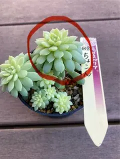 2025年最新】おらいさん苗 ちょこんの人気アイテム - メルカリ