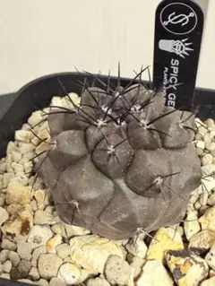 2026年最新】コピアポア デュラの人気アイテム - メルカリ