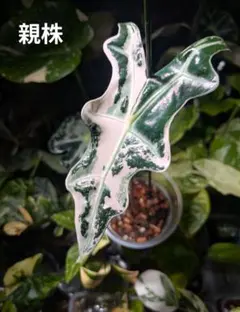 斑抜け！アロカシア ノビリス 斑入り ピンク AA14【マドカズラ