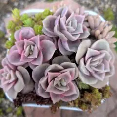 かなやん様 リクエスト 2点 まとめ商品