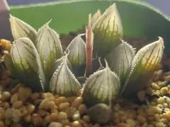 多肉植物 ハオルチア 氷の恋人 美株 新品種 糊斑 - メルカリ