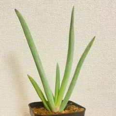 2026年最新】希少 アロエの人気アイテム - メルカリ