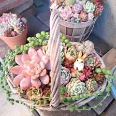 2026年最新】バスケット寄せ植えの人気アイテム - メルカリ