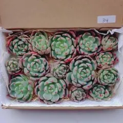 34.多肉植物エケベリア　七福美尼　カット苗詰め合わせ