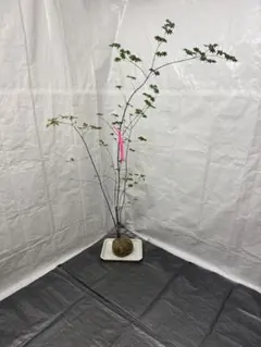 ツツジ ヤシオツツジ 苗木 植木 庭木 白花 ゴヨウツツジ NO1 - メルカリ