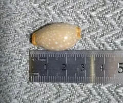 乾燥珍々】シロアリの女王標本 超巨大 サシハリアリ 昆虫標本
