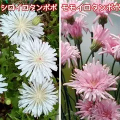 ひろ様 リクエスト 6点 まとめ商品