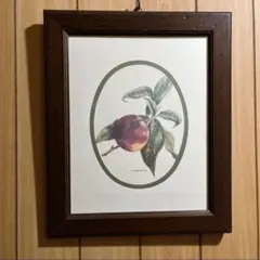植物画　絵画　イタリア製　 限定版 木製フレーム付　額　プラム　桃　イタリア購入 植物画 絵画 イタリア製 限定版 木製フレーム付 額 プラム 桃 イタリア