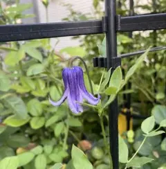 2025年最新】クレマチス ロウグチ 苗の人気アイテム - メルカリ