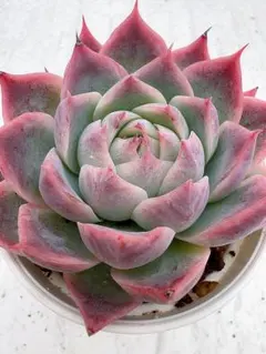 みーちゃん様 リクエスト 3点 まとめ商品