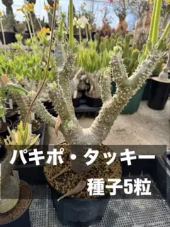 パキポディウム・タッキー種子15粒 4月26日採種 パキポディウム・タッキー種子5粒 5月8日採種 - メルカリ