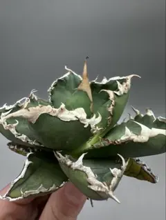 2026年最新】チタノタ 狼人の人気アイテム - メルカリ