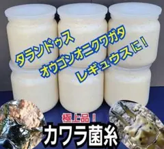 極上！カワラタケ菌糸瓶【5本】特殊アミノ酸強化配合！タランドゥス・オウゴンオニに 2025年最新】オニニの人気アイテム - メルカリ