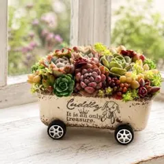 多肉植物寄せ植え そのまま飾れる 2つセット♡ - メルカリ