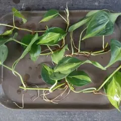 あああ様 リクエスト 2点 まとめ商品