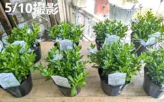 山野草 色丹島固有種 カタオカソウ 12A - メルカリ