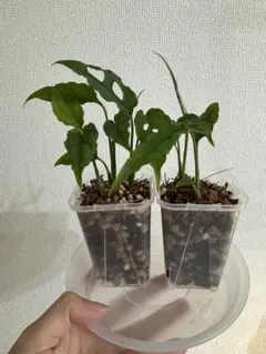 2025年最新】モンステ オブリクアの人気アイテム - メルカリ