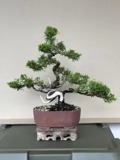 真柏　[模様木　貴風盆栽] 盆栽 真柏 貴風盆栽 模様木 樹形良好 - メルカリ